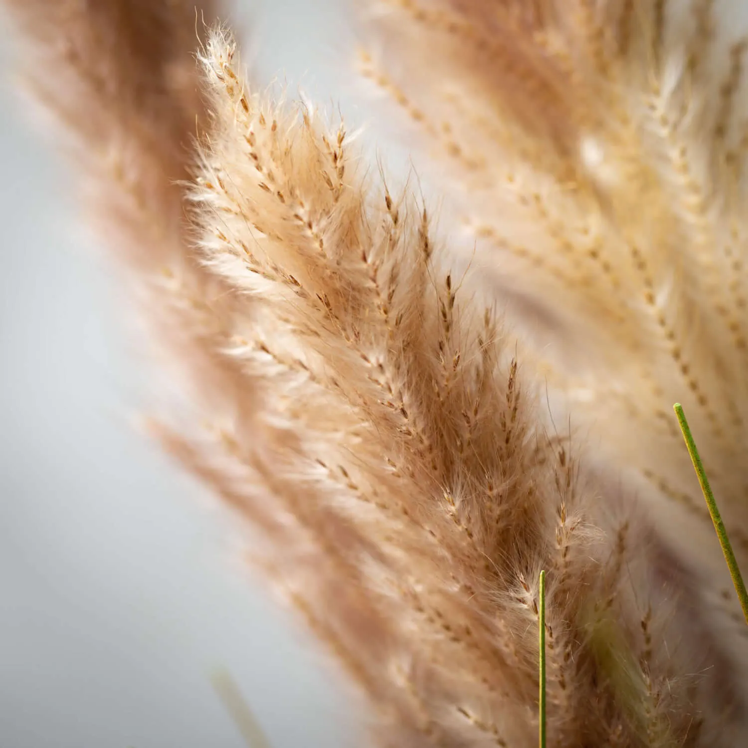 Brown Foxtail Spray