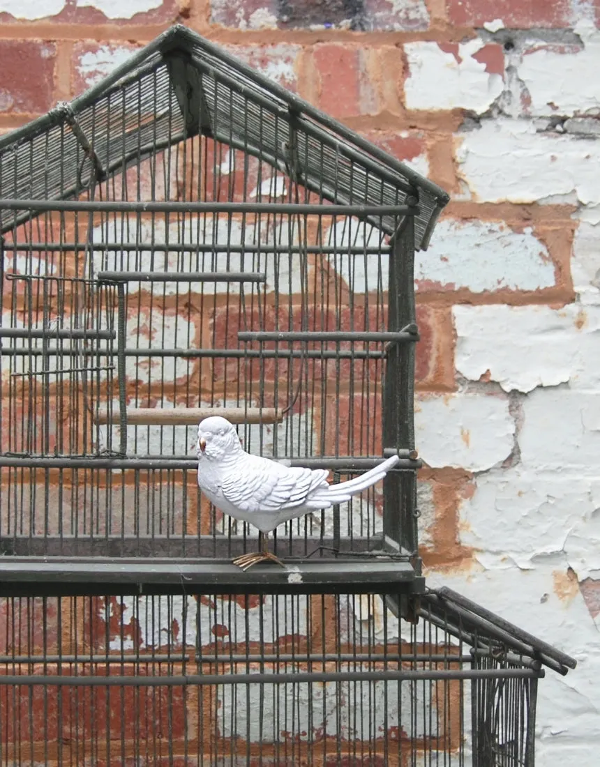 Budgie - White