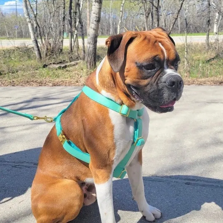 Tropical Green Harness