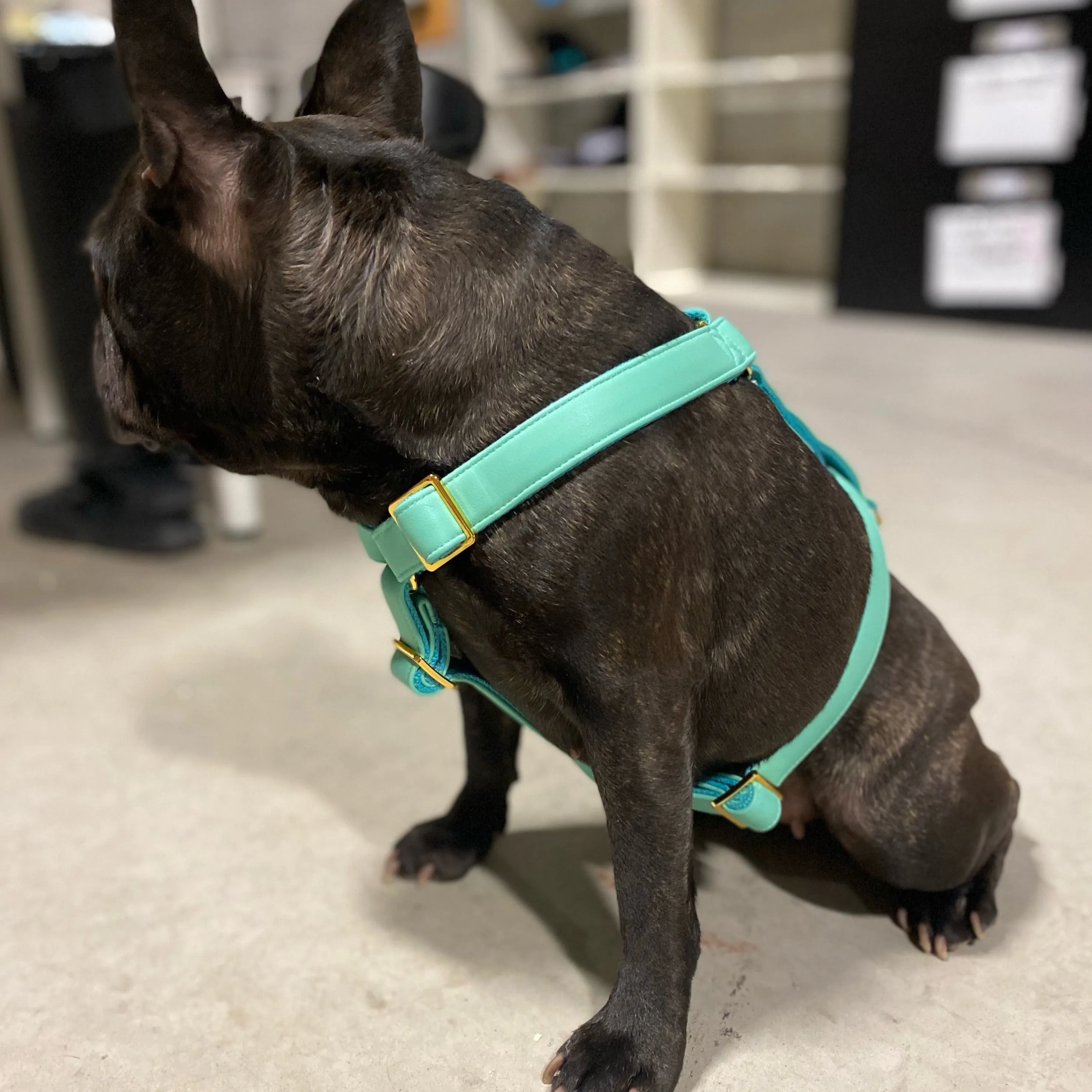 Tropical Green Harness